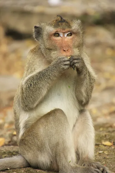 Long-tailed macaque, jedzenie — Zdjęcie stockowe