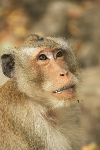 Portret long-tailed macaque — Zdjęcie stockowe