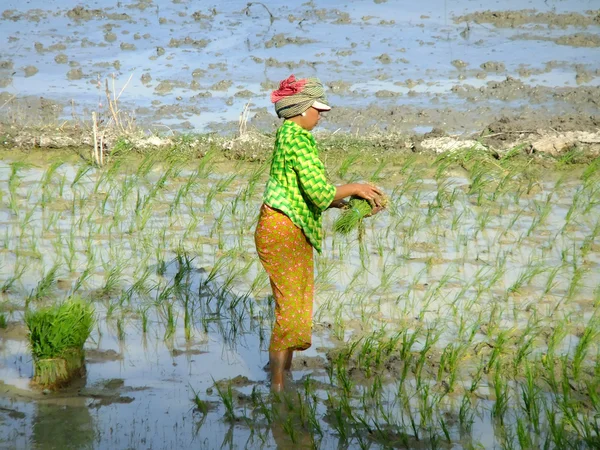 Vrouw aanplant van rijst, Cambodja, Zuidoost-Azië — Stockfoto