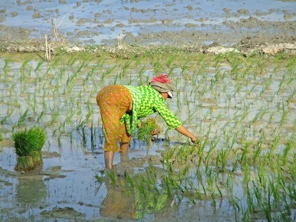 Mujer plantando arroz, Camboya, Sudeste Asiático — Foto de Stock