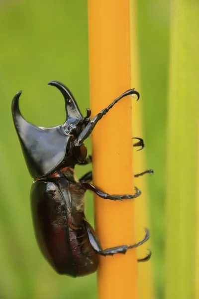 Rhinoceros beetle — Stock Photo, Image