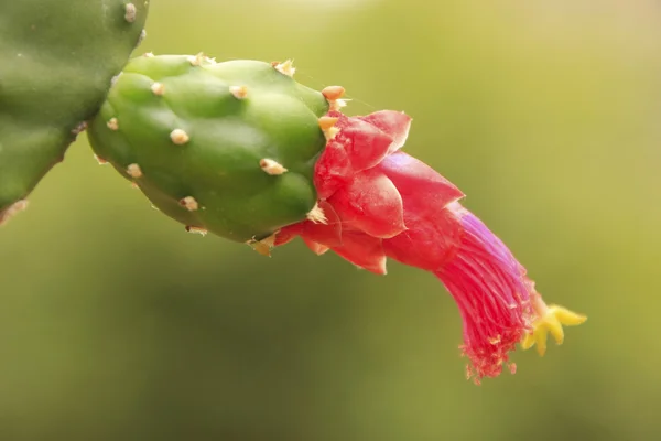 Λουλούδι των κάκτων τραχιών αχλαδιών (Opuntia sp.) — Φωτογραφία Αρχείου