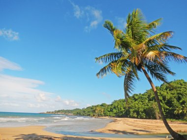 palmiye ağacı bir plajda, playa el limon, Dominik Cumhuriyeti
