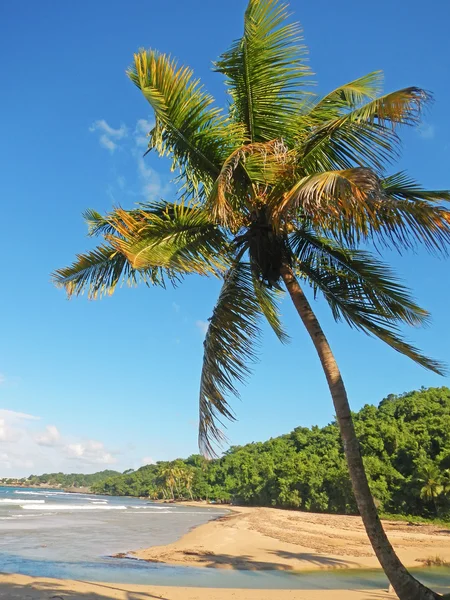 Palme am Strand, playa el limon, Dominikanische Republik — Stockfoto