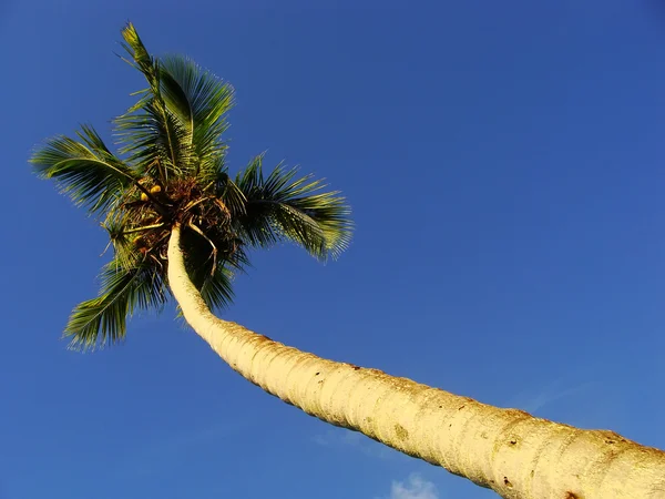 Lutande palmträd mot blå himmel — Stockfoto