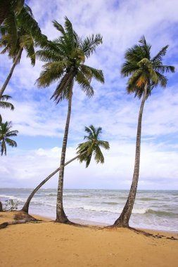 Las terrenas beach, yarımada samana, Dominik Cumhuriyeti