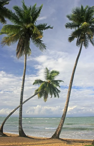 Plaży Las terrenas, półwysep samana, Dominikana — Zdjęcie stockowe