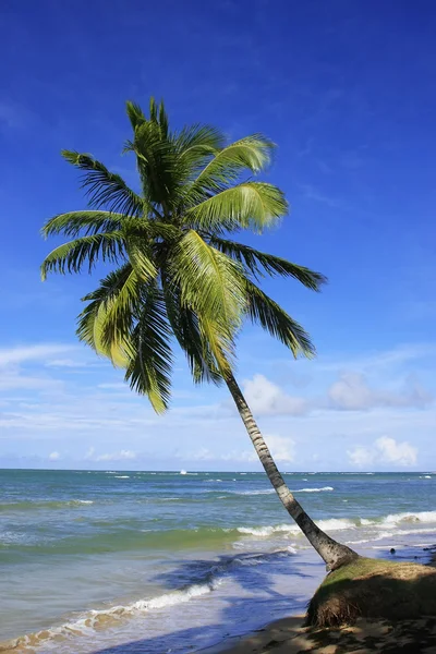 Lutande palmträd på stranden las terrenas, samana halvön — Stockfoto