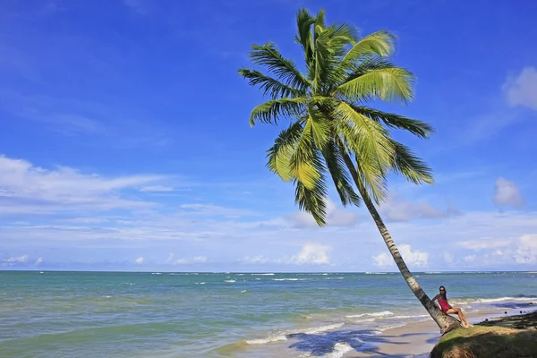 Lutande palmträd på stranden las terrenas, samana halvön — Stockfoto