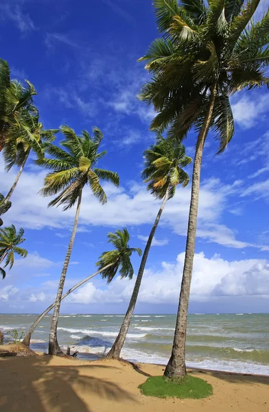 Las terrenas strand, schiereiland samana, Dominicaanse Republiek — Stockfoto