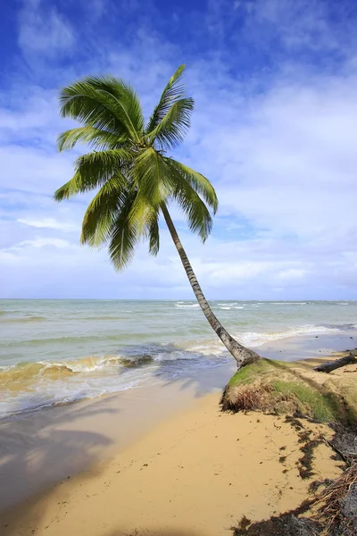 Lutande palmträd på stranden las terrenas, samana halvön — Stockfoto