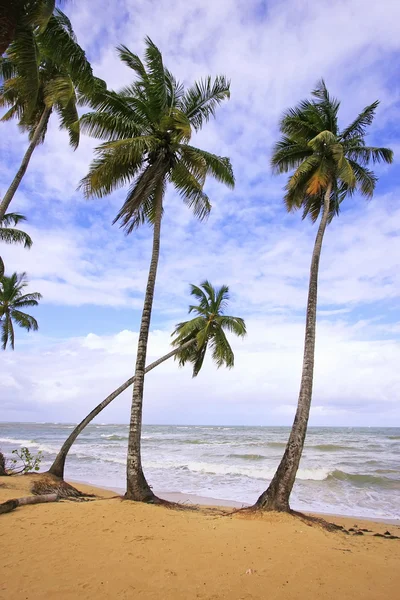 Las terrenas beach, yarımada samana, Dominik Cumhuriyeti — Stok fotoğraf