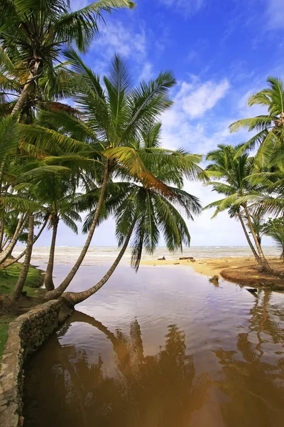 Río de agua dulce en la playa de Las Terrenas, península de Samaná —  Fotos de Stock