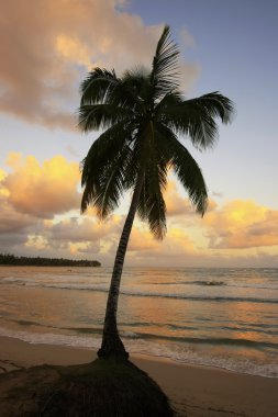 palmiye ağacı las terrenas Beach, gün batımı, samana penins yaslanmış