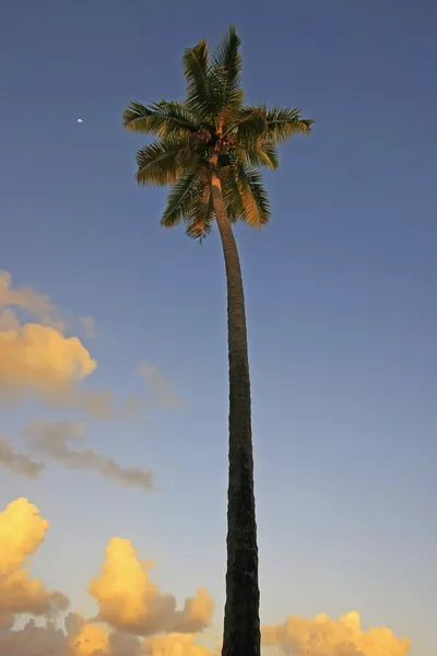 日没、サマナ penins でラス テレナスのビーチでヤシの木に傾いて — ストック写真