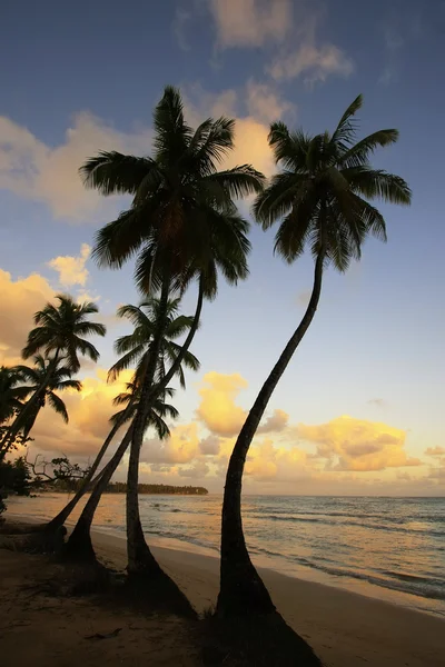 Praia de Las Terrenas ao pôr do sol, península de Samana — Fotografia de Stock