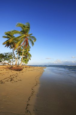 las terrenas strand, schiereiland samana
