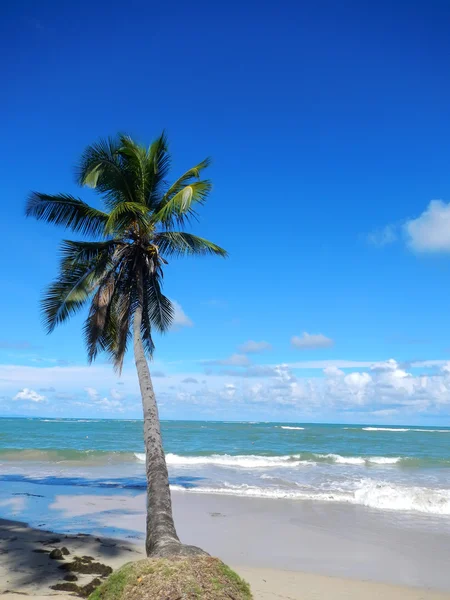 Leunend palmboom in las terrenas beach, schiereiland samana — Stockfoto