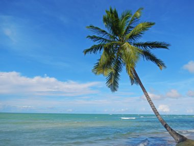 Yarımada samana las terrenas plajda palmiye ağacına yaslanmış