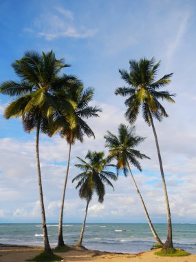 las terrenas strand, schiereiland samana