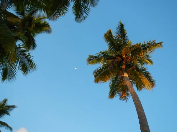 Palm trees at Las Terrenas beach, Samana peninsula — Stock Photo, Image