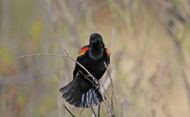 Red-winged Blackbird male clipart