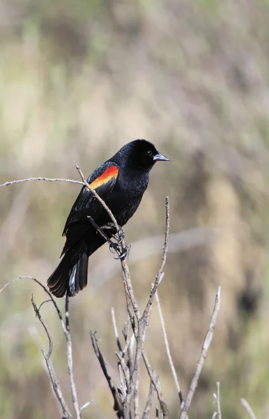 Vermelho-alado Blackbird macho — Fotografia de Stock