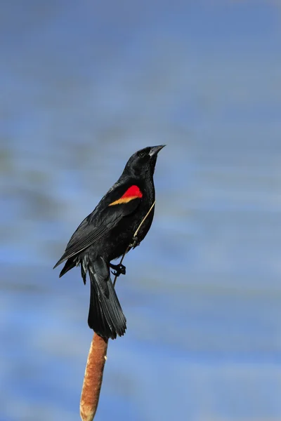 Rotflügelamselmännchen — Stockfoto