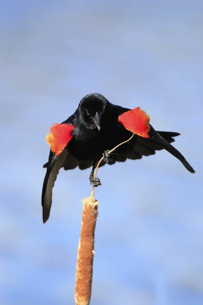 Samiec czerwono - skrzydlaty Kos — Zdjęcie stockowe