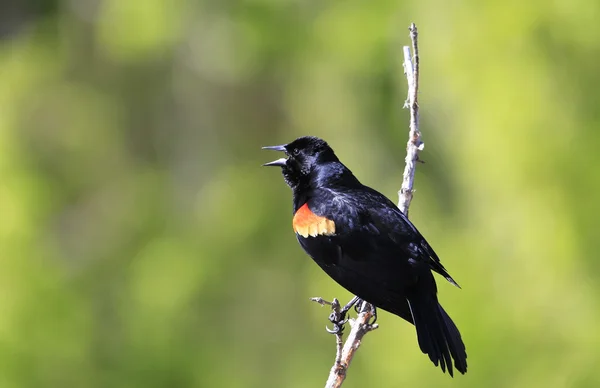 Vermelho-alado Blackbird macho — Fotografia de Stock