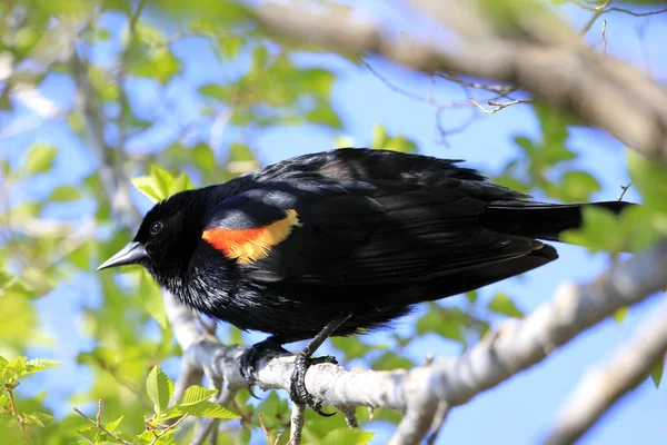 Pájaro negro alado rojo macho — Foto de Stock