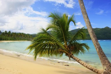 palmiye ağacı rincon Beach, yarımada samana yaslanmış