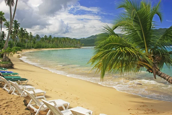 Scheve palmboom in rincon beach, schiereiland samana — Stockfoto