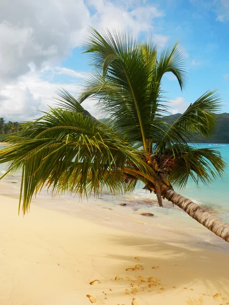 Lutande palmträdet på rincon beach, samana halvön — Stockfoto