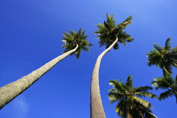 Leaning palm trees at Las Galeras beach, Samana peninsula — Stock Photo, Image