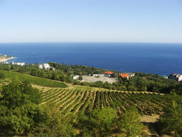 Grape vines at Crimea coast, Ukraine — Stock Photo, Image