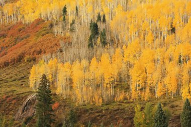 kavak ağaçları ile sonbahar renk, san juan Ulusal Ormanı, colorado