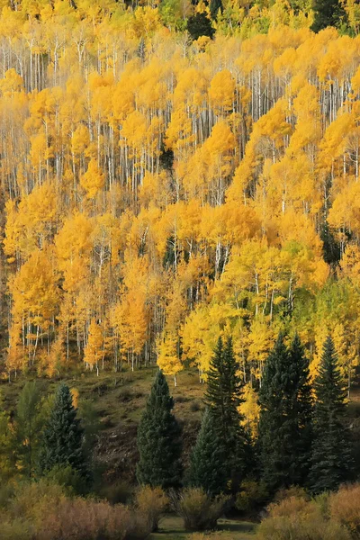 Árvores Aspen com cor de outono, San Juan National Forest, Colorado — Fotografia de Stock