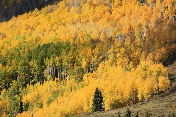 Aspen bomen met Val kleur, san juan national forest, colorado — Stockfoto