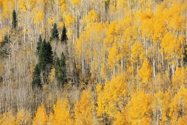 Árvores Aspen com cor de outono, San Juan National Forest, Colorado — Fotografia de Stock