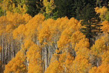 kavak ağaçları ile sonbahar renk, san juan Ulusal Ormanı, colorado