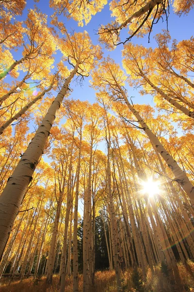 Aspen trees with fall color, Bosque Nacional de San Juan, Colorado — Foto de Stock