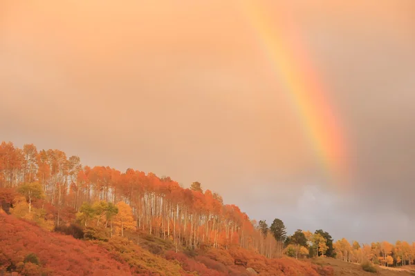 Rainbow over aspen forest, Colorado