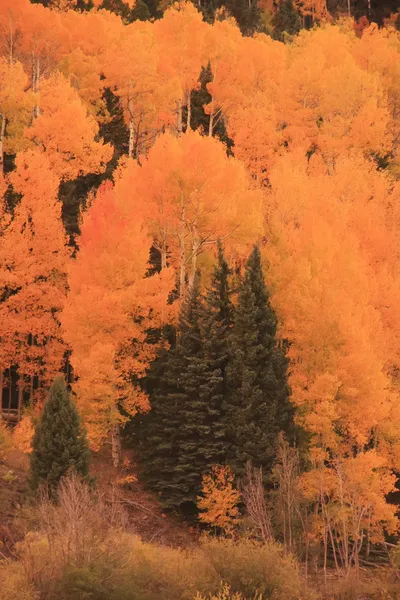 Aspen forest in a fall, Colorado — Stock Photo, Image