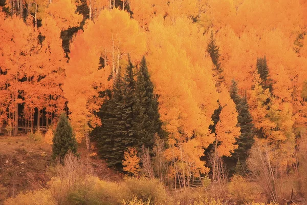 Aspen bos in een val, colorado — Stockfoto