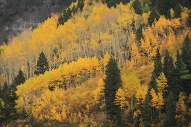 kavak ağaçları ile sonbahar renk, san juan Ulusal Ormanı, colorado