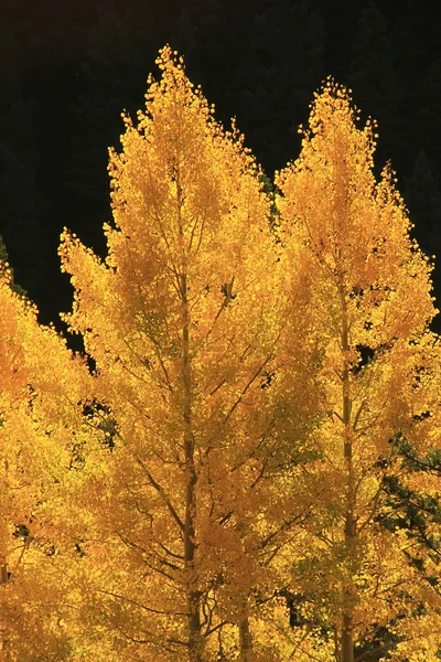 Aspen trees with fall color, San Juan National Forest, Colorado — Stock Photo, Image