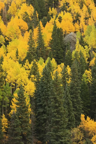 Aspen trees with fall color, Bosque Nacional de San Juan, Colorado — Foto de Stock