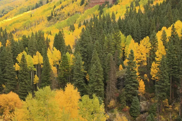 Osika stromy s podzimní barevné listí, san juan národní les, colorado — Stock fotografie