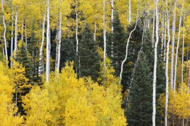 kavak ağaçları ile sonbahar renk, san juan Ulusal Ormanı, colorado